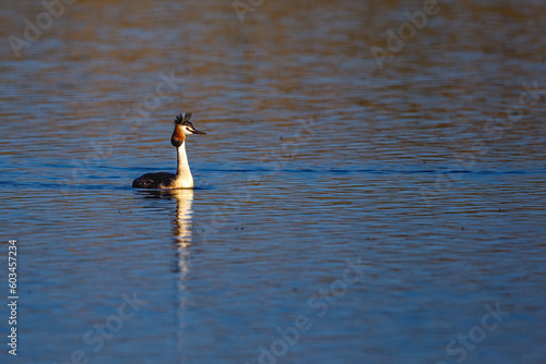 A Great Crested Grebe on a Lake