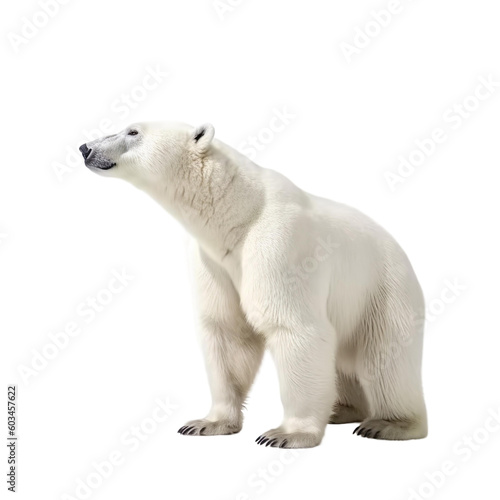 Side view of animal polar bear standing on a transparent background, Generative ai