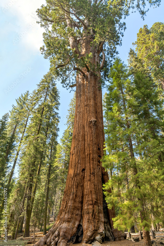 General Sherman Tree - A low-angle view of General Sherman tree, the world's largest tree measured by volume, towering 275 feet high in Giant Forest sequoia grove of Sequoia National Park, CA, USA.