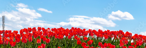 Beautiful fresh red tulips against blue sky with clouds. Nature park, spring and summer, beauty and care. Banner #603461885