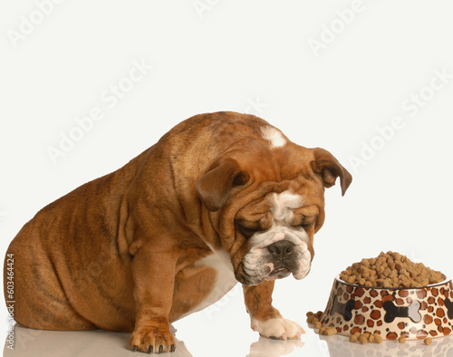 finicky or picky bulldog pouting beside full bowl of dog food photo