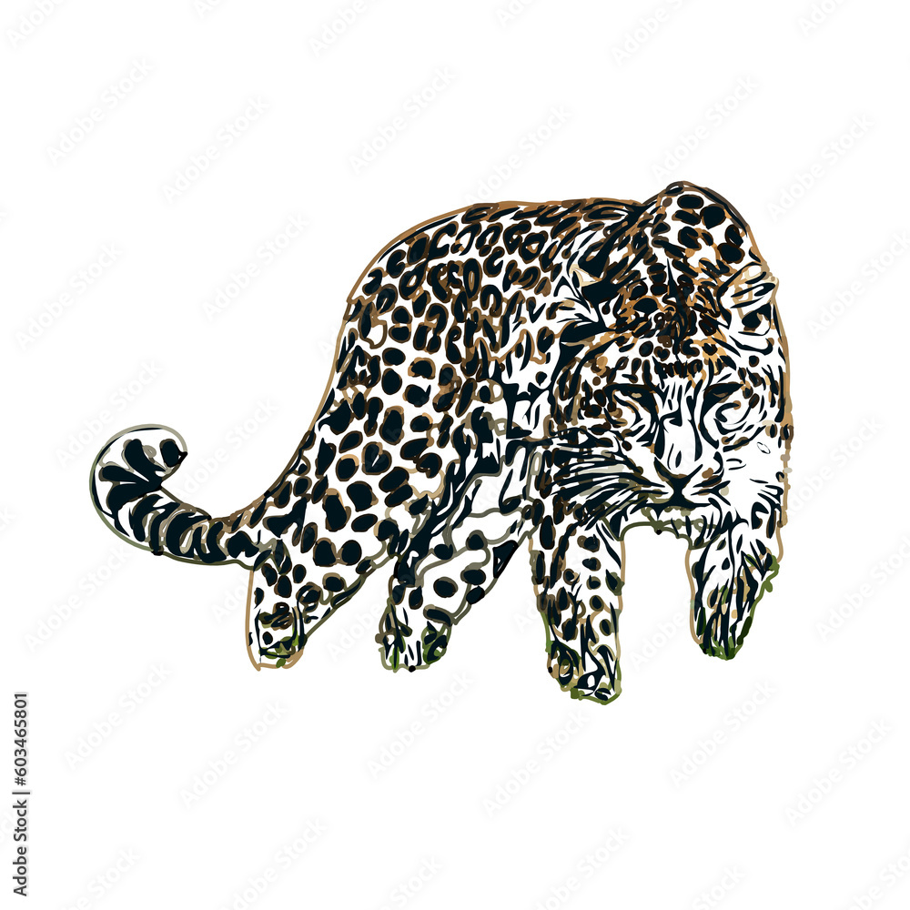 color sketch of leopard with transparent background color sketch of leopard with transparent background