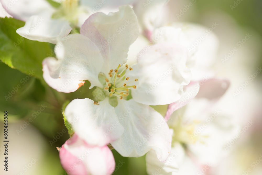 The apple tree in bloom. Apple blossom flowers in a spring orchard The apple tree in bloom. Apple blossom flowers in a spring orchard