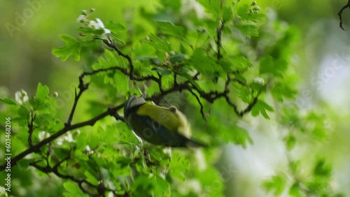 titmouse on a flowering hawthorn branch