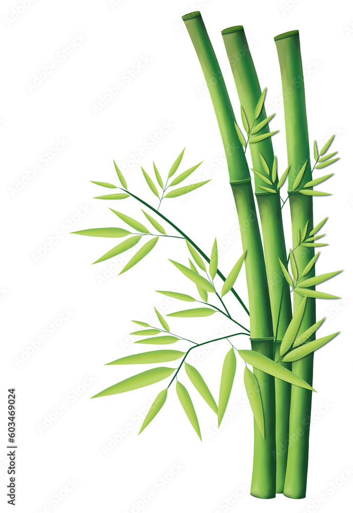 Obraz premium bamboo isolated on white background