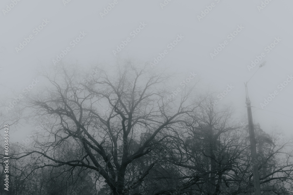 Silhouettes of trees without leaves in dense fog Silhouettes of trees without leaves in dense fog