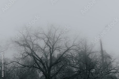 Silhouettes of trees without leaves in dense fog