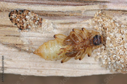 Pupae of the Welsh Oak Longhorn beetle (Pyrrhidium sanguineum) from family Cerambycidae (longhorn beetles) found in the wood of an oak tree. photo