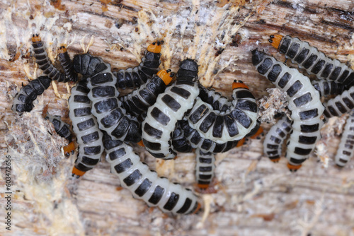 Lygistopterus sanguineus larva  larvae  Predatory  on wood. Net-winged beetles in the family Lycidae. 