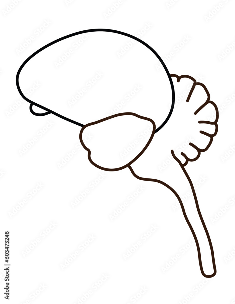 Passerine Avian Brain (Cerebrum, Midbrain, Cerebellum, Brain Stem, Olfactory Bulb) Passerine Avian Brain (Cerebrum, Midbrain, Cerebellum, Brain Stem, Olfactory Bulb)