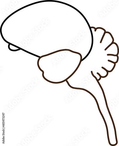 Passerine Avian Brain (Cerebrum, Midbrain, Cerebellum, Brain Stem, Olfactory Bulb) photo