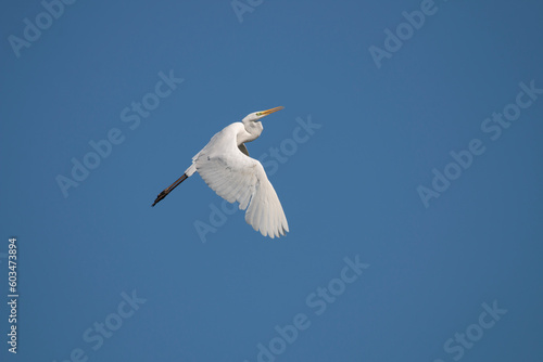 A great white egret in flight. Common egret on air. white heron on the fly. heron isolated on blue sky. Ardea alba.