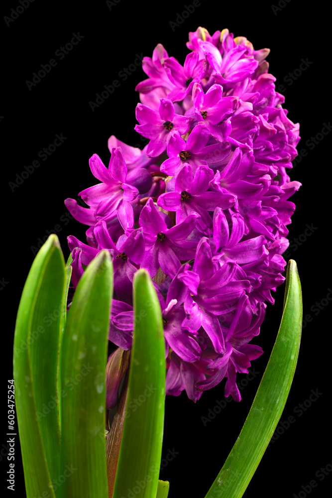 Kwiatowa elegancja: Hyacinth w odcieniach fioletu na tle ciemności - obrazy, fototapety, plakaty 
