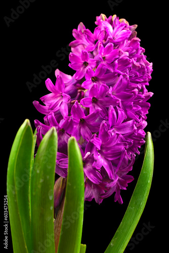 Kwiatowa elegancja: Hyacinth w odcieniach fioletu na tle ciemności