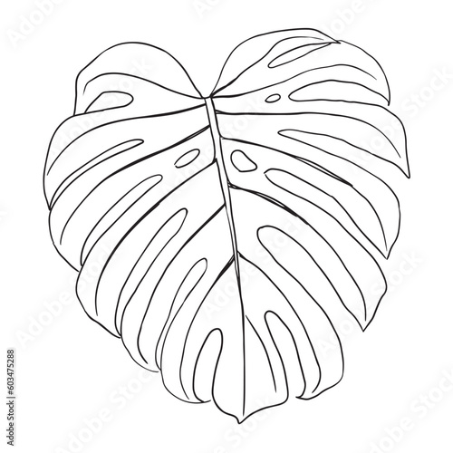 Tropical Leaves in doodle style. Vector hand drawn black line design elements. Exotic summer botanical illustrations. Monstera leaves. Hand draw tropical monstera leaves. plant - Monstera Deliciosa.
