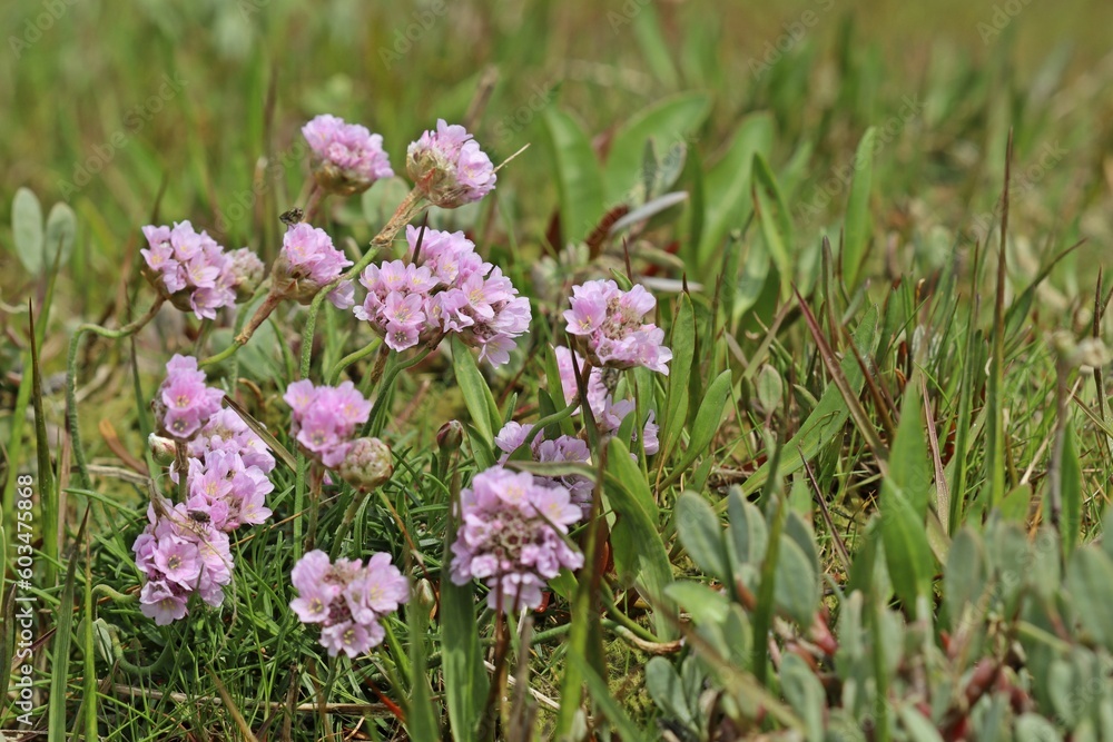 Fototapeta premium Blühende Strand-Grasnelken (Armeria maritima) auf einer Salzwiese am ostfriesischen Wattenmeer
