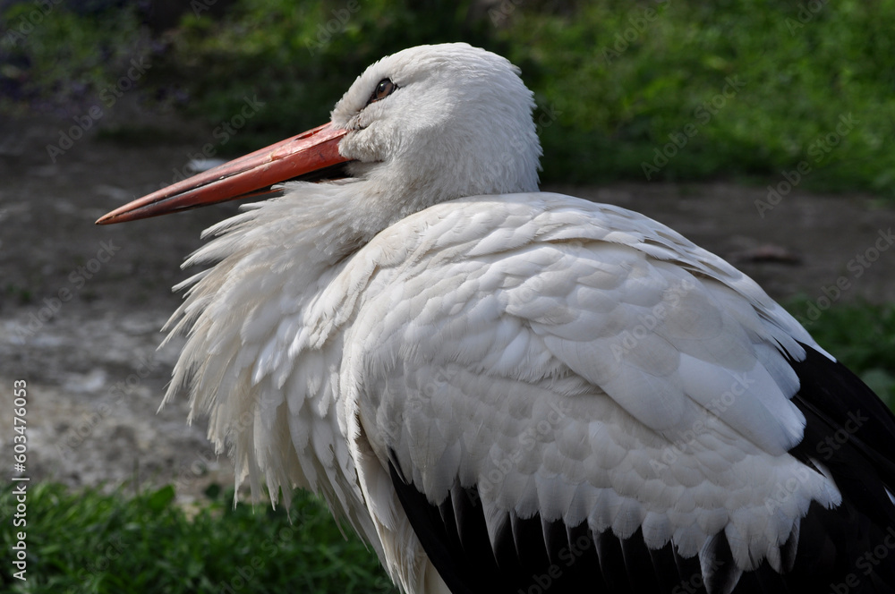Fototapeta premium European white stork (Ciconia ciconia) portrait