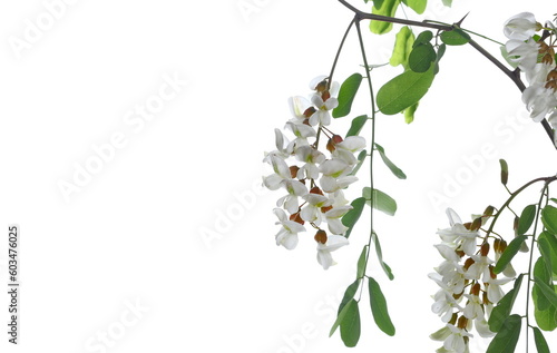 Blossoming acacia with leafs isolated on white, black locust, Acacia flowers, Robinia pseudoacacia (White acacia)