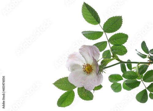 Pink dog rose flower with leaves isolated on white, clipping path