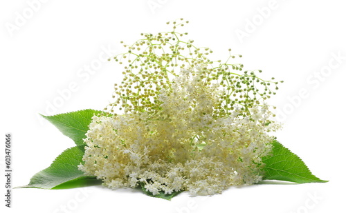 Elder, elderberry plant with young flowers and leaves isolated on white 