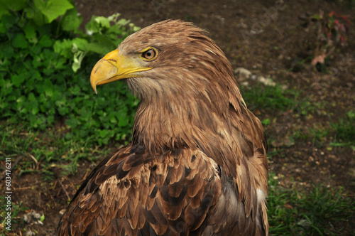 White-tailed eagle (Haliaeetus albicilla) portrait