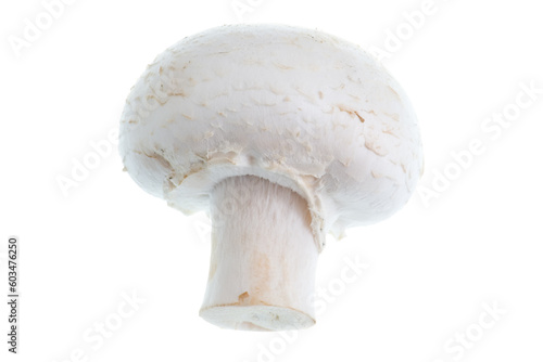 Mushroom. Isolated on White