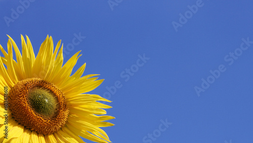 Beautiful sunflower against blue sky with copyspace