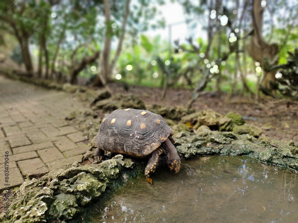 Obraz premium Tortoise 