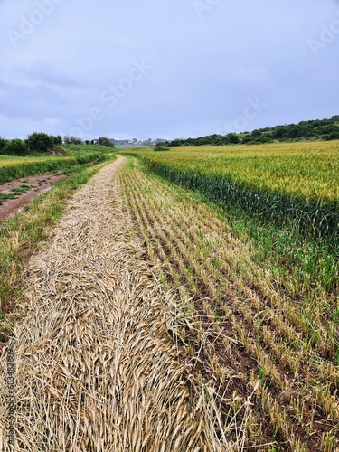 Agricultural field in the countryside