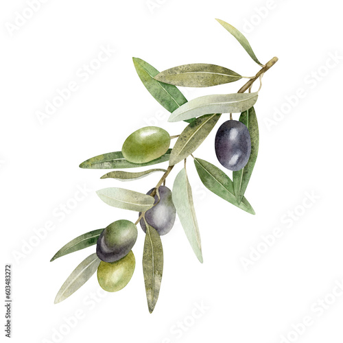 Olive branch with leaves and fruits. Watercolor illustrations isolated on white background. For packaging design, wedding, stationery, greetings, wallpapers, and invitations