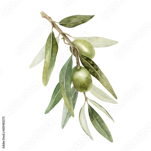 Olive branch with leaves and fruits. Watercolor illustrations isolated on white background. For packaging design, wedding, stationery, greetings, wallpapers, and invitations