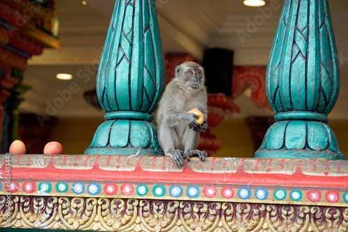 Photography wild monkeys at batu cave temple ín kuala lumpur
