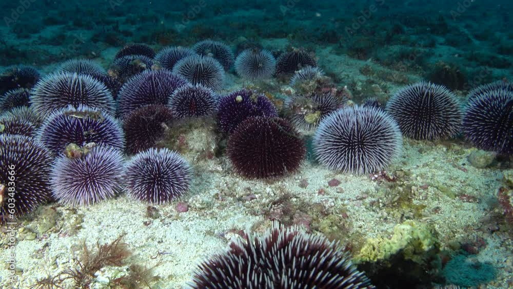 Deep underwater scene - A lot of sea urchins at the seabed Deep underwater scene - A lot of sea urchins at the seabed