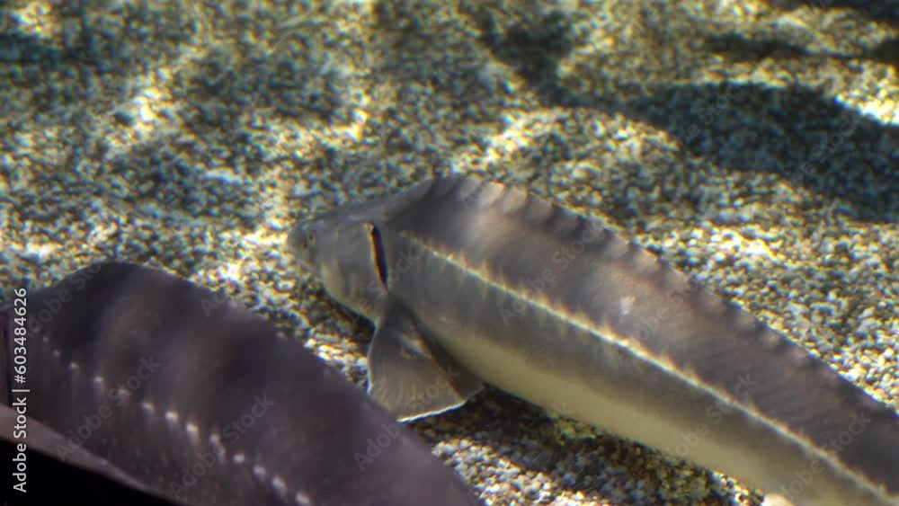 This video captures the stunning movements of a sturgeon as it searches