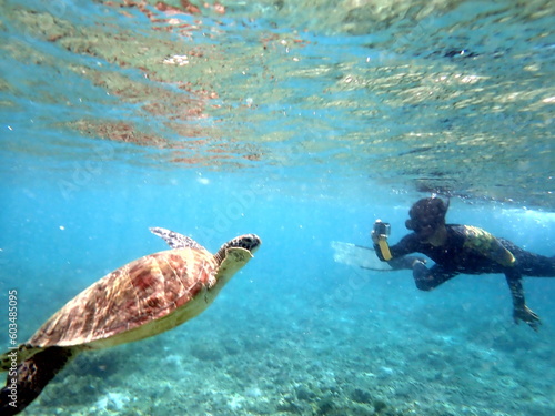 sea turtle in the coast near waters at moalboal