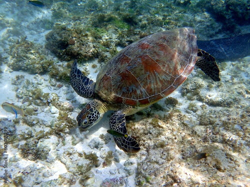 sea turtle in the coast near waters at moalboal sea turtle in the coast near waters at moalboal