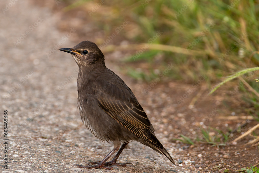 A juvenile starling wait its parents for food. Young starling on the street. Sturnus vulgaris. A juvenile starling wait its parents for food. Young starling on the street. Sturnus vulgaris.