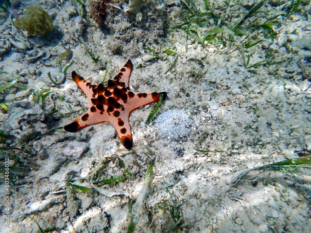 colorful starfish in the pacific ocean at moalboal colorful starfish in the pacific ocean at moalboal