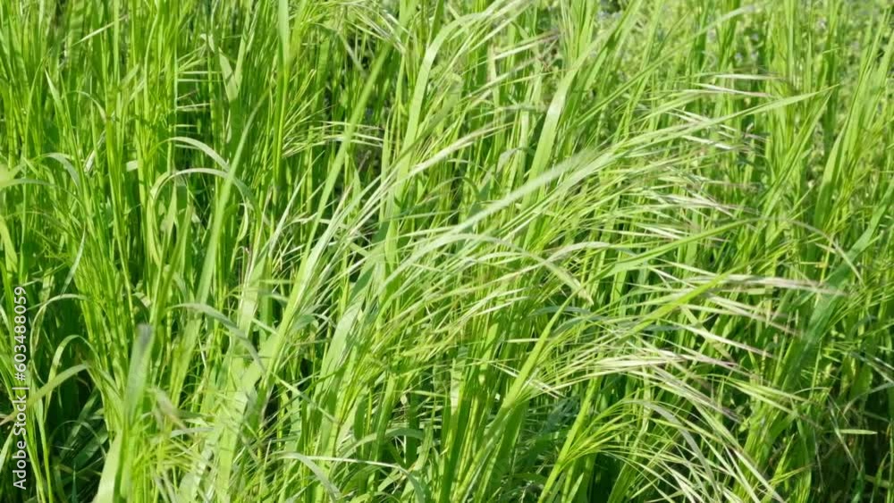 bright green grass in the garden. Slow camera movement, the movement of tall grass in the wind. Feed for cows and goats. bright green grass in the garden. Slow camera movement, the movement of tall grass in the wind. Feed for cows and goats.