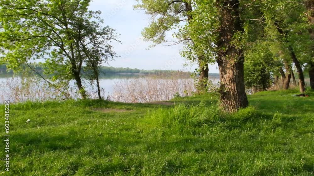 The sunny edge of the forest, a river in the distance. Rest on a green meadow, a place for a picnic, lush grass in the wilderness The sunny edge of the forest, a river in the distance. Rest on a green meadow, a place for a picnic, lush grass in the wilderness