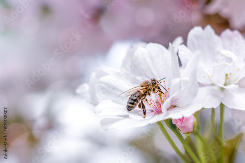 A honey bee collects pollen from sakura flowers. Summer and spring backgrounds. White sakura in bloom. Place for an inscription. Copyspace