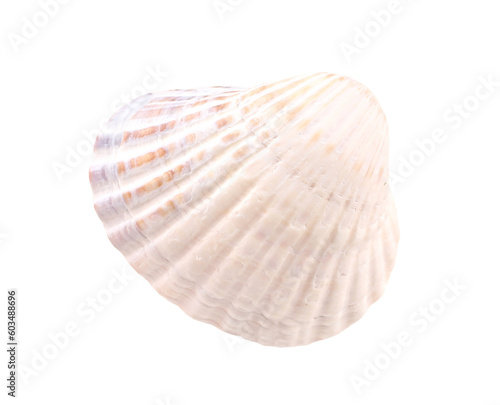 White seashell, transparent background