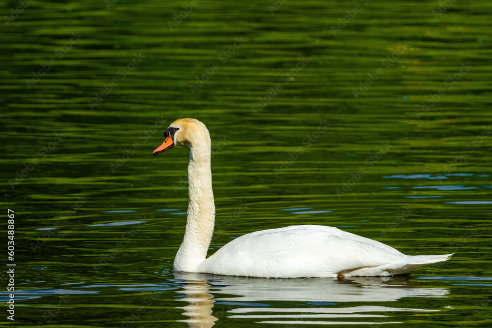 Fototapeta premium beautiful white swan floating on calm water