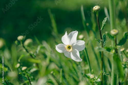 Fototapeta Naklejka Na Ścianę i Meble -  White narcissus on the background of flower beds and camomiles