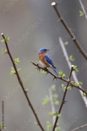 A male eastern bluebird looking behind himself while sitting in a black locust tree in spring