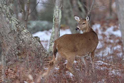 A female whitetail deer looking over her shoulder on a winter morning in Northern Westchester County, New York