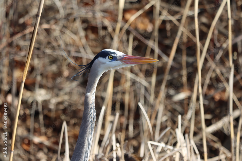 Closeup up of a great blue heron among tall grasses Closeup up of a great blue heron among tall grasses