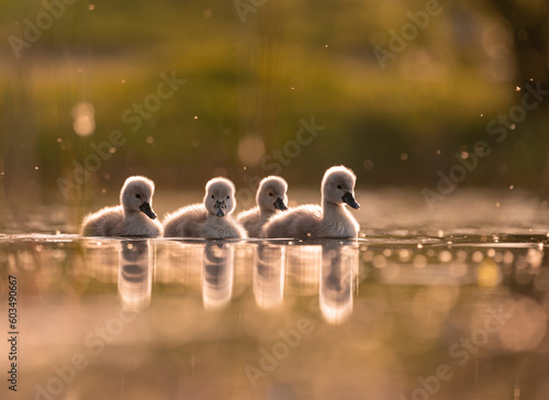 Mute swan babies in golden light