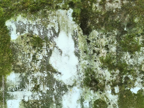Green moss on the wall. The...
