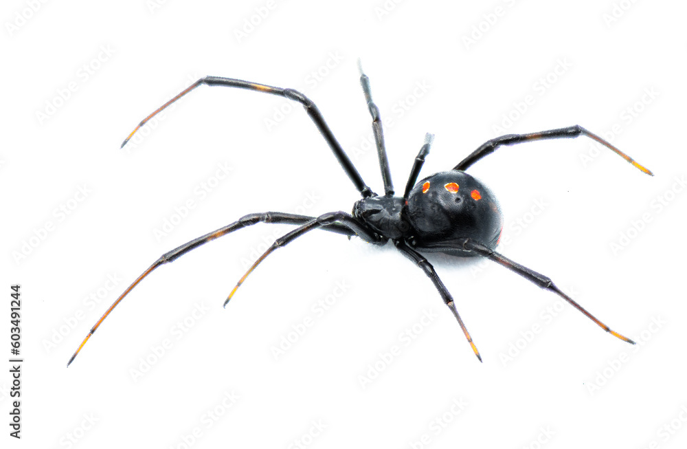 Latrodectus mactans - southern black widow or the shoe button spider, is a  venomous species of spider in the genus Latrodectus. Florida native. Young  female isolated on white background side view Stock